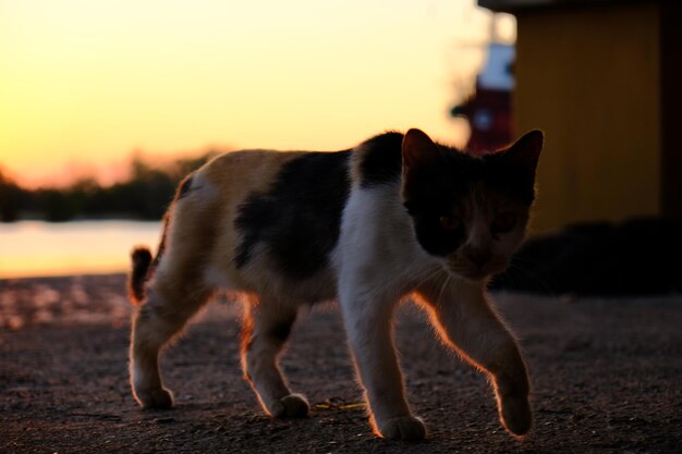 A cat on the beach