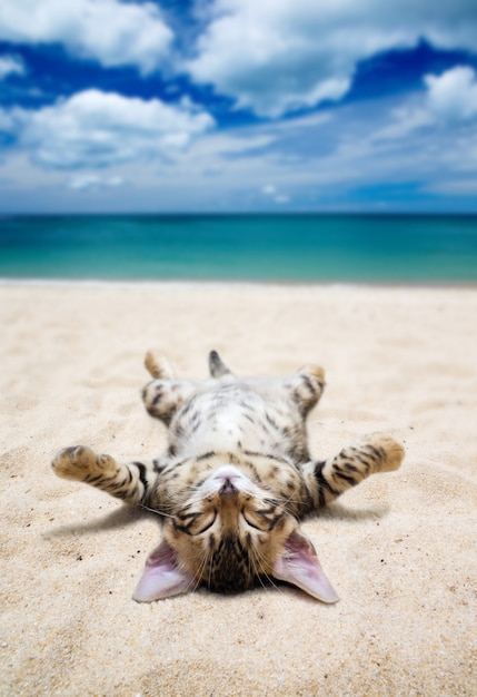 Cat on  beach