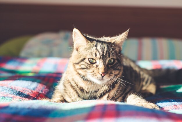 Foto gatto sul letto a casa