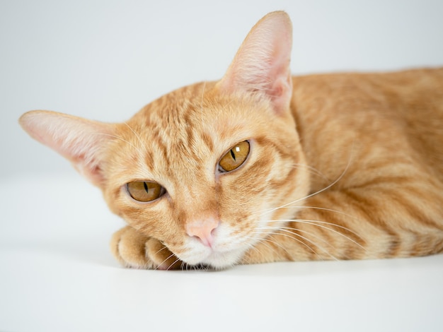 Cat big eyes yellow color looking at camera