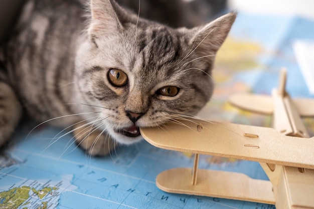 Foto gatto che morde un giocattolo e seduto su una mappa