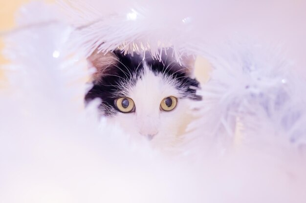 Cat among blurred white branches portrait closeup