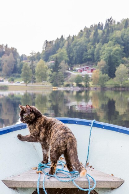 木の向こうの湖でボートに乗った猫