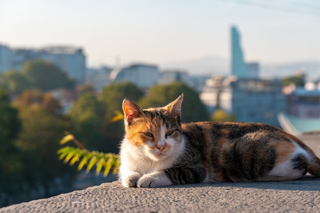 cat on the border against the background of the city of tbilisi, georgia.