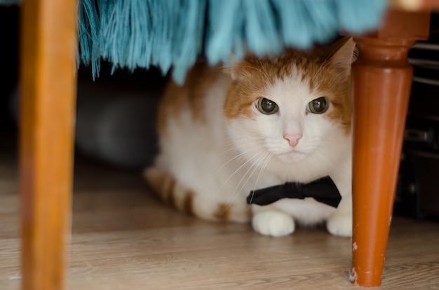 Cat in bow tie lies under the table