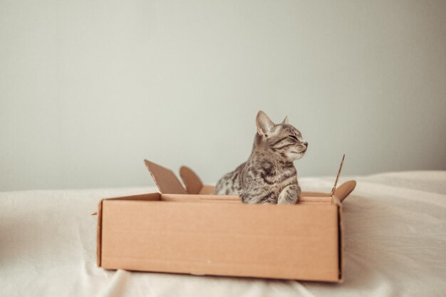 Photo cat in a box