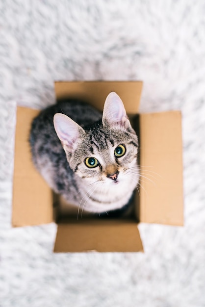 Cat in a box