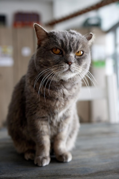 고양이 품종 브리티시 블루가 테이블 위에 있습니다.