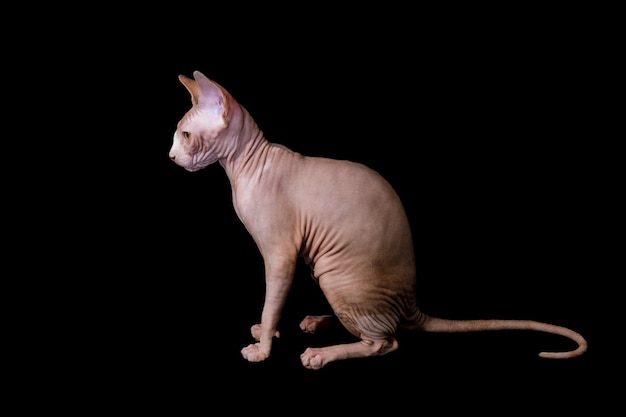 Gatto di razza canadian sphynx su un nero