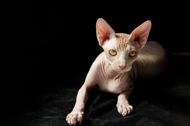 Cat breed Canadian Sphynx on a black