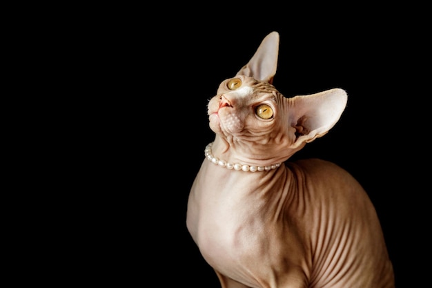 Gatto di razza canadian sphynx in perle di perle su sfondo nero