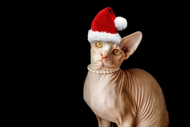 Cat breed Canadian Sphynx in a santa claus cap on a black background