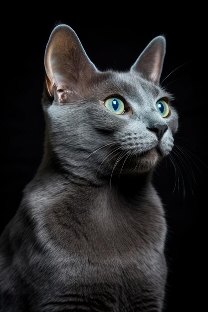 Cat of breed Russian Blue on black background