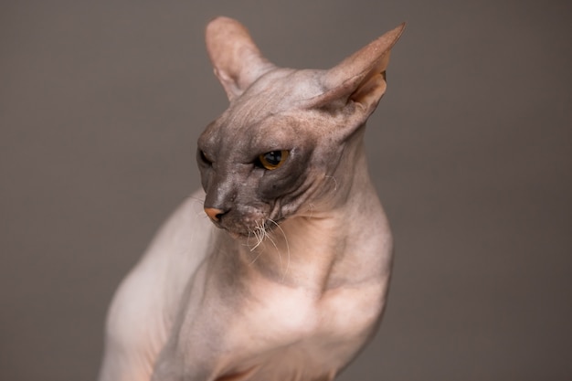 cat breed Sphinx on a gray 