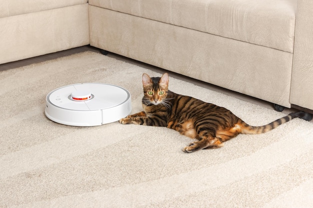 Cat breed Toyger is lying on the carpet near the robotic vacuum cleaner