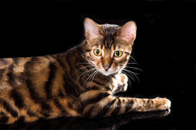 Portrait of Angry Bengal Cat Meowing on isolated Black Background