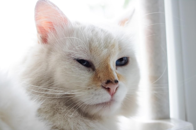 Cat breed turkish angora portrait close up