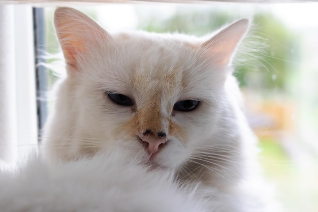 Cat breed Turkish Angora portrait close up