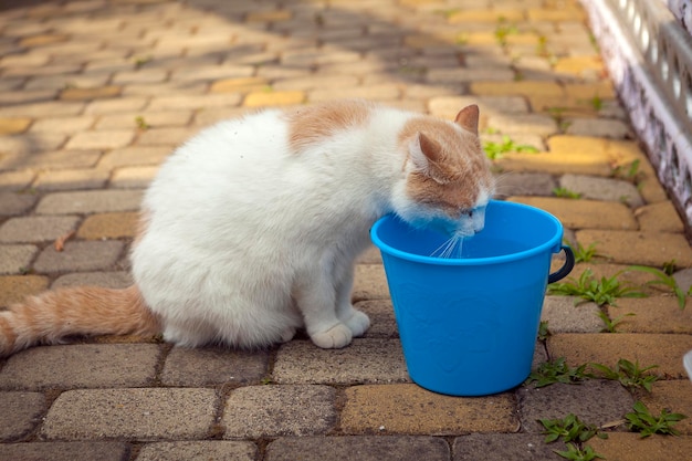 Кошка породы Турецкий ван Пьет воду из ведра