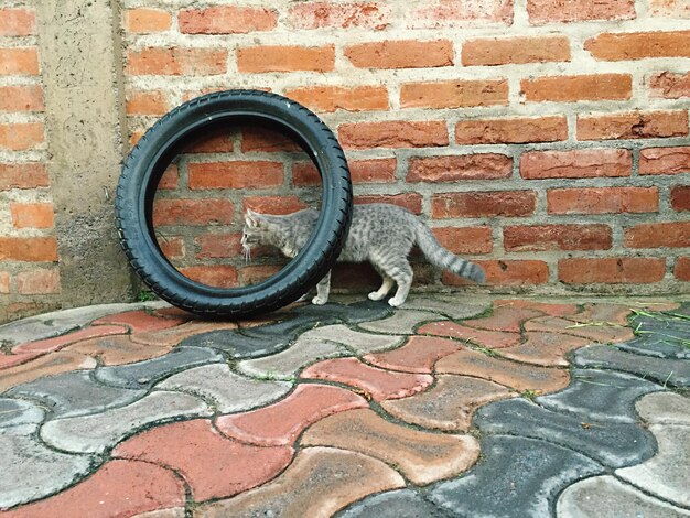 Cat on brick wall