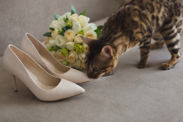 Кошка невеста с букетом и туфлями