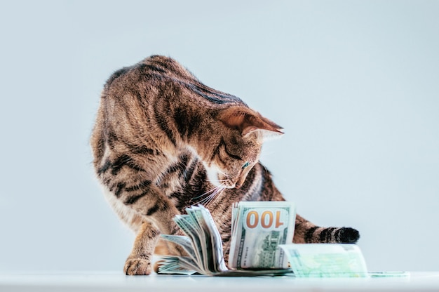 Cat on a of a bundle of money. Animal donation concept