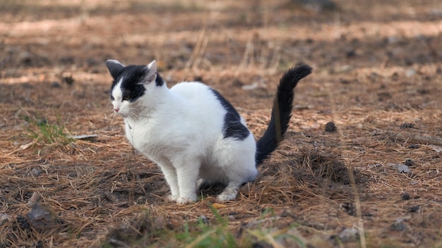 Кот закапывает фекалии лапами в лиственный лес. Кошка готовится использовать песок в саду как кошачий туалет, кошка испражняется в саду. Ежедневные биологические потребности.