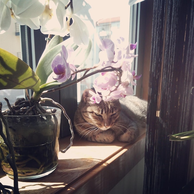 Photo cat by flowers