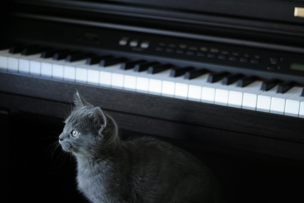 写真 ピアノのキャット