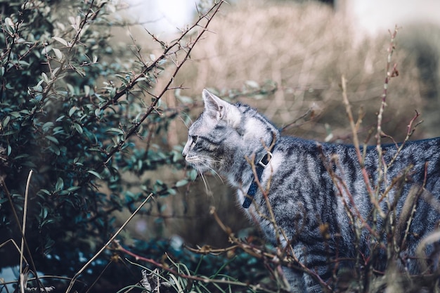 Photo cat by plants on field