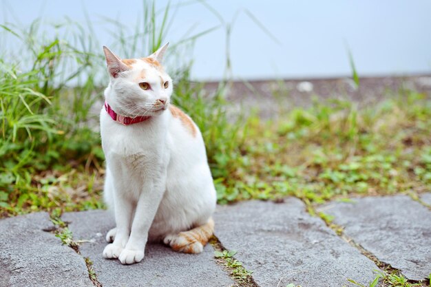 写真 プールの近くの猫