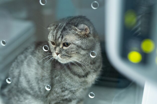 Cat in cage of icu in veterinarian animal clinic on the drip