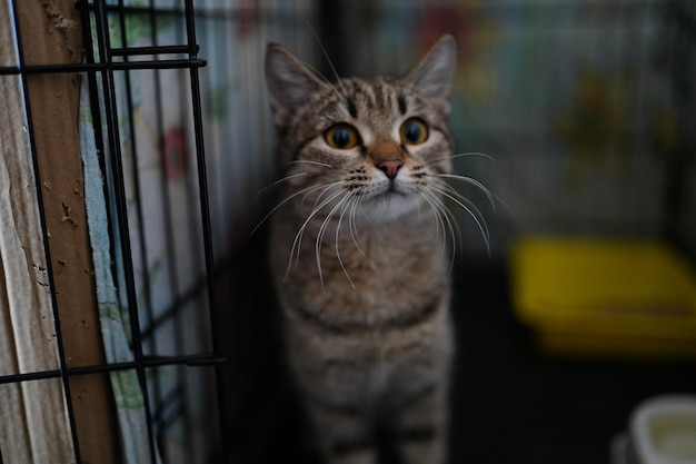 A cat in a cage is looking at the camera.