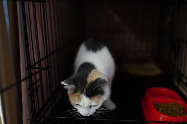 A cat in a cage that has a black spot on its back.