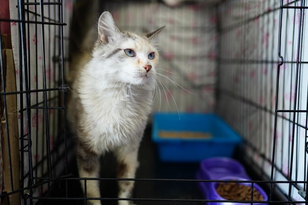 A cat in a cage with a blue eye.