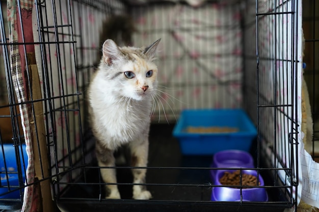 A cat in a cage with food in it