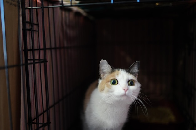 A cat in a cage with a red box in the background