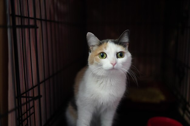 A cat in a cage with a red box in the background.