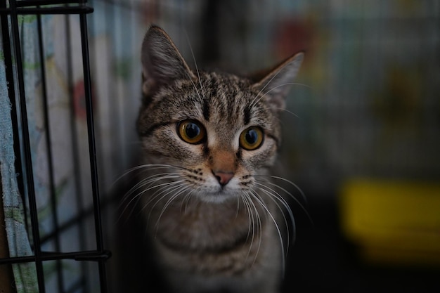 A cat in a cage with a tag on it