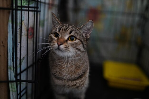 A cat in a cage with a yellow tag on it