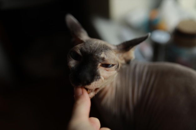 cat canadian sphynx closeup eats food from hands canadian sphynx portrait