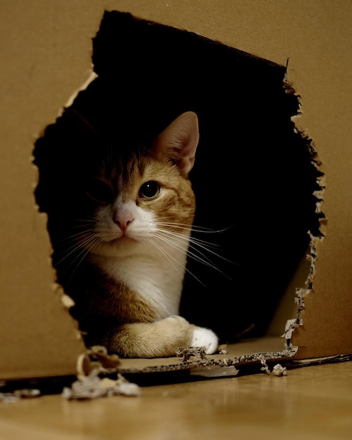 紙箱の中の猫