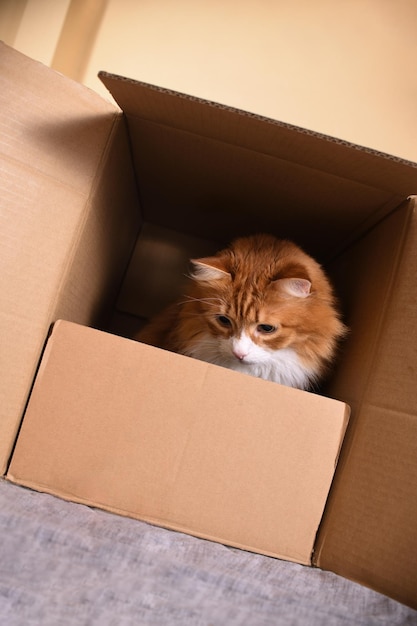 Photo cat in a cardboard box