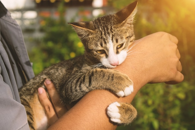 Cat caress his hand and biting