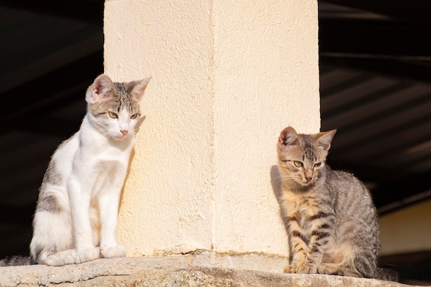 猫と猫が壁に座っています。