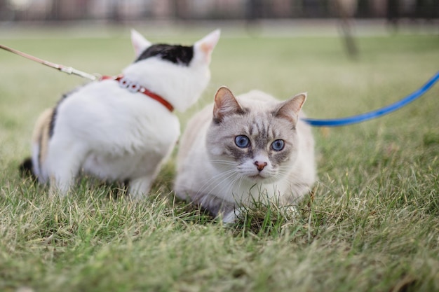 A cat and a cat on a leash