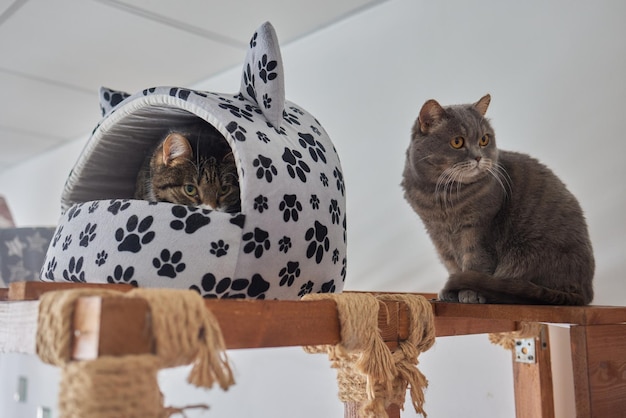 Кот в кошачьем домике на полу смотрит направо