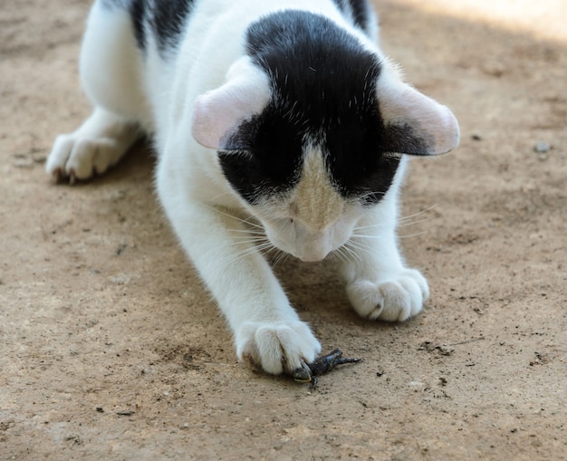 敷地内でトカゲを捕まえる猫