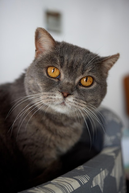 Cat in cats house on floor looking to the right