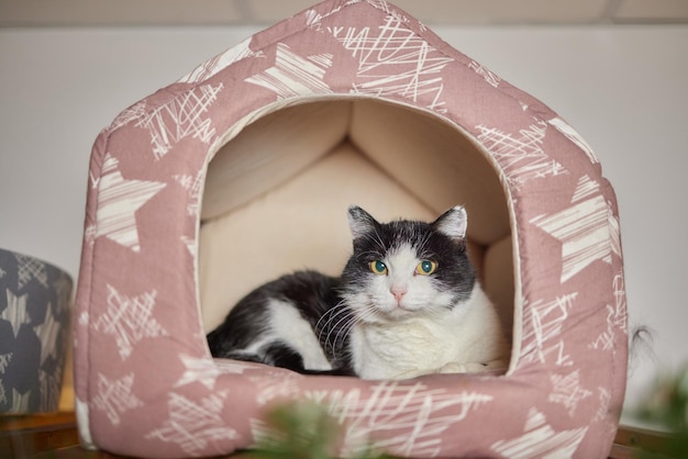 Cat in cats house on floor looking to the right